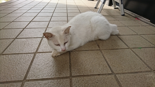 5日・きちんと南風原山川店に行ってみた！