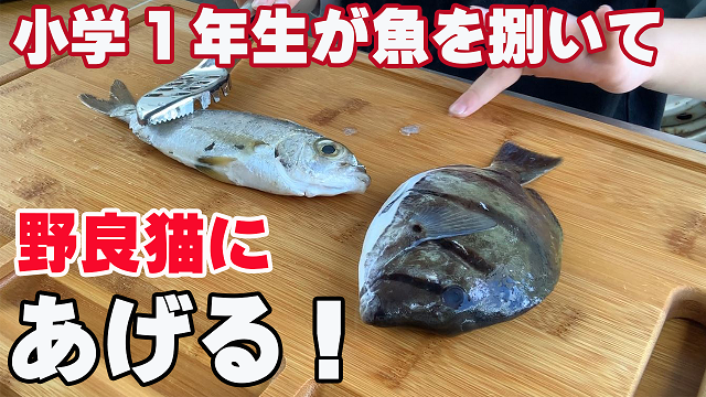 3日・小学1年生が素潜りで捕まえた魚を捌いて野良猫にあげる!