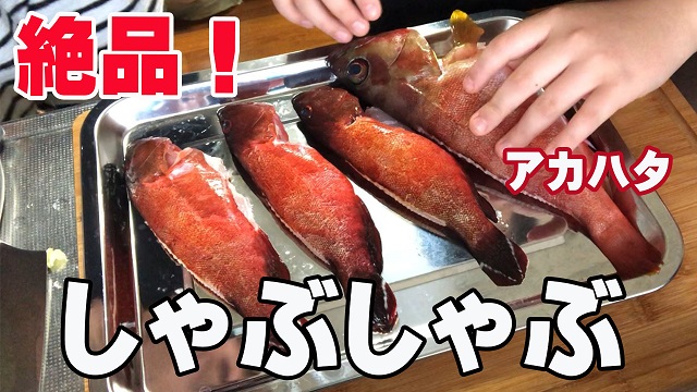 11日・釣り船で釣ったアカハタをしゃぶしゃぶにして食べたら絶品過ぎた!【ミーバイ】