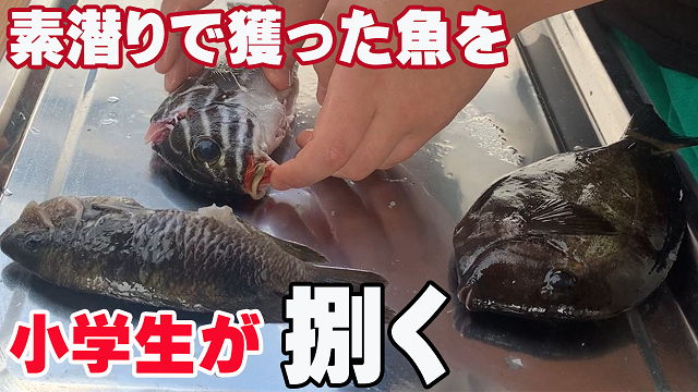 25日・パパが沖縄素潜りで刺したコショウダイを小学生が初めて捌いて食べてみた!