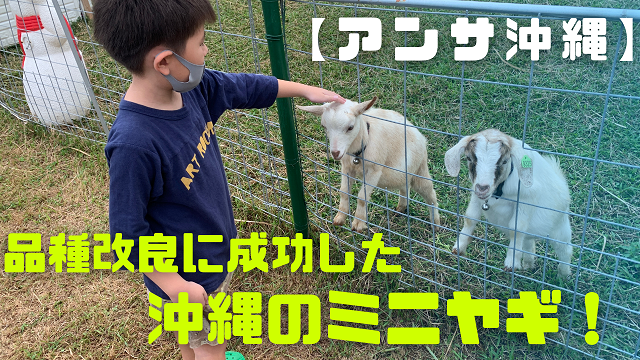 26日・今沖縄で話題の手のひらサイズのミニヤギ!