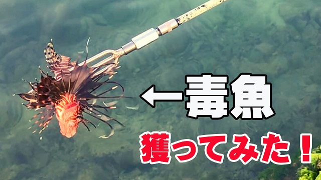 4日・海で遊んでいたら猛毒ミノカサゴを見つけたので銛で突いてみた!